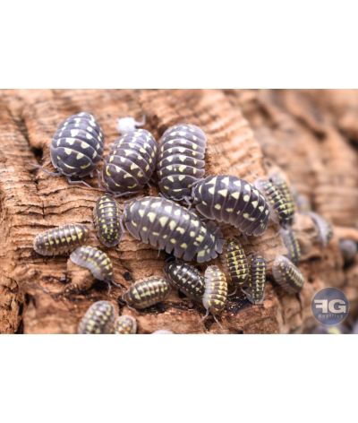 Armadillidium gestroi