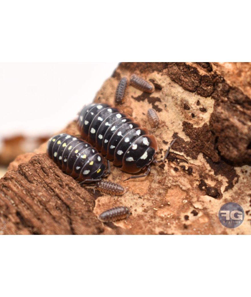 Armadillidium klugii "Montenegro"