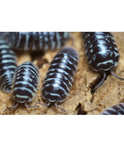 Armadillidium maculatum