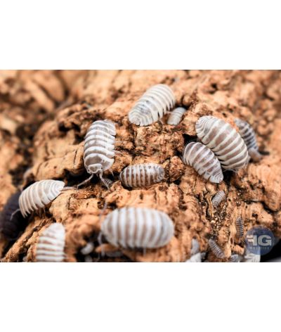 Armadillidium maculatum mix "chocolat/champagne"