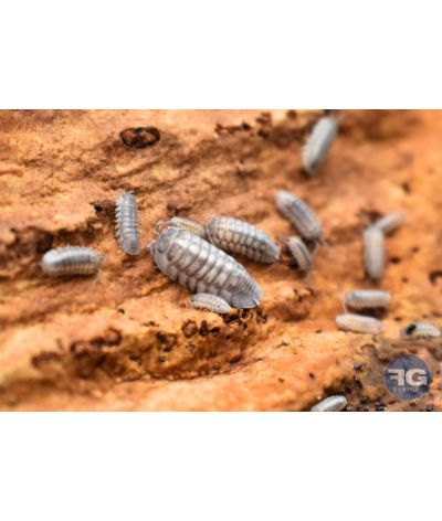 Armadillidium nasatum