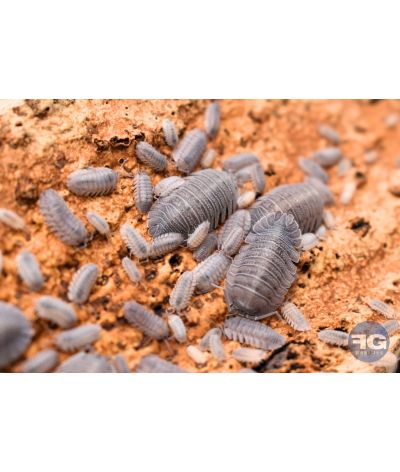 Armadillidium peraccae