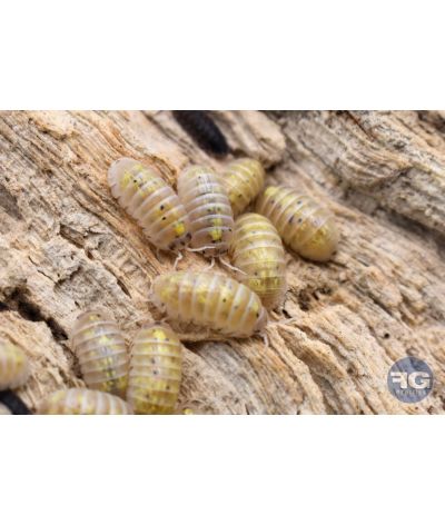 Armadillidium vulgare "Magic Potion"