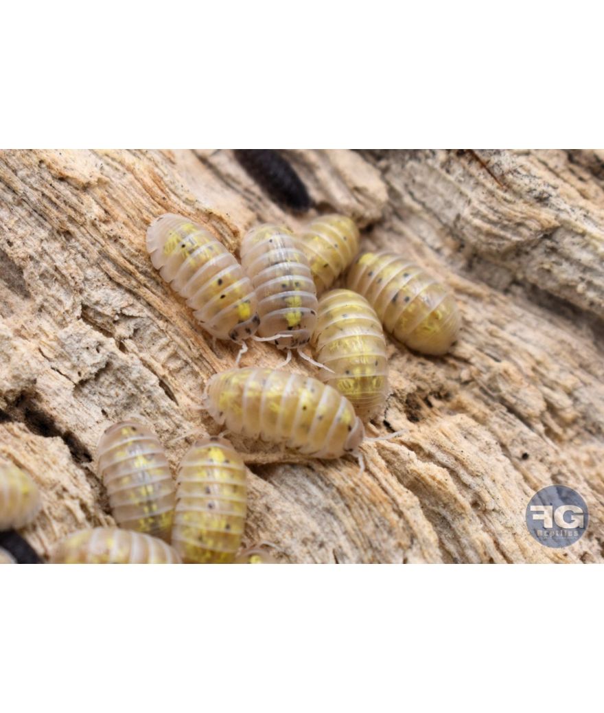 Armadillidium vulgare "Magic Potion"