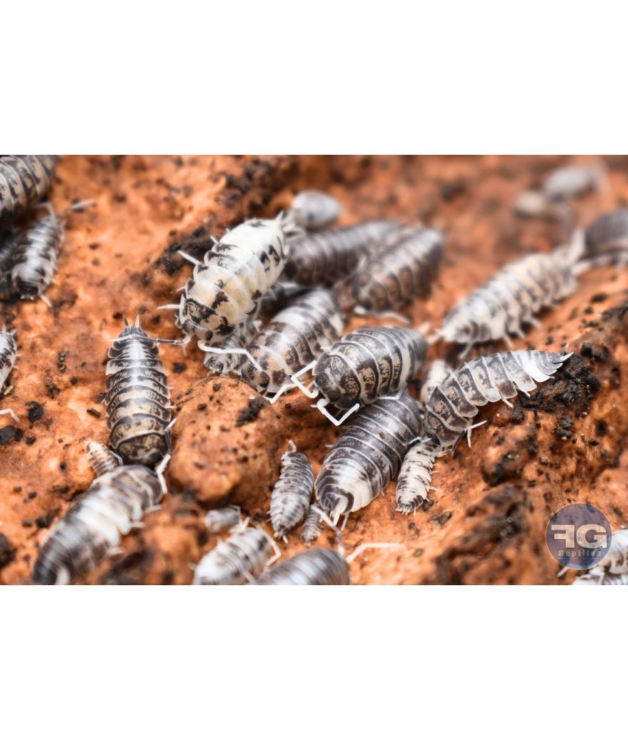 Cylisticus convexus « Ukraine Pied »