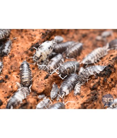 Cylisticus convexus « Ukraine Pied »