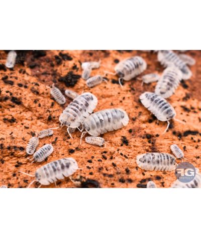 Nesodillo archangeli « Shiro Utsuri »