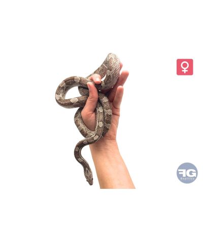 Pantherophis guttatus Ghost Blood Femelle