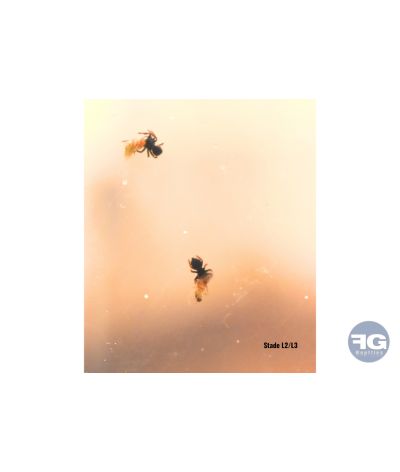 Phidippus regius « Pomona Park »