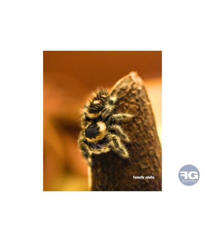 Phidippus regius « Ocala »