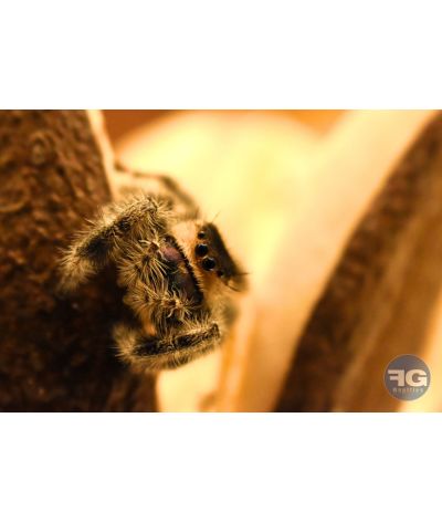 Phidippus regius « Ocala »