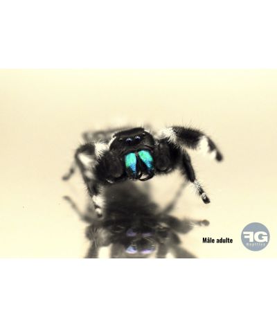 Phidippus regius « Pomona Park »