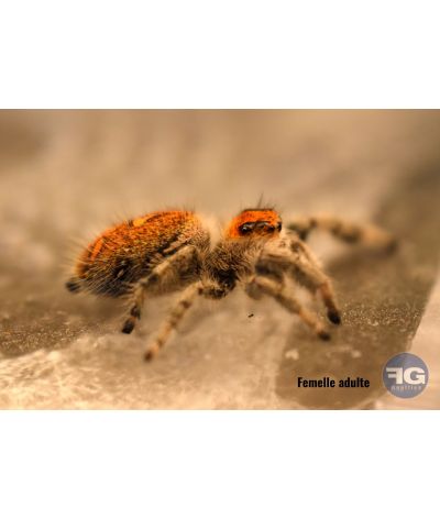 Phidippus regius « Pomona Park »