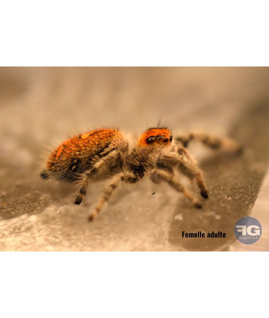 Phidippus regius « Pomona Park »