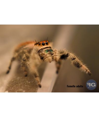 Phidippus regius « Pomona Park »