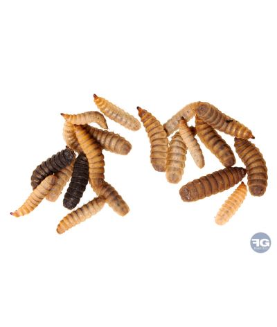 Vers à calcium - Hermetia illucens Boite 50g