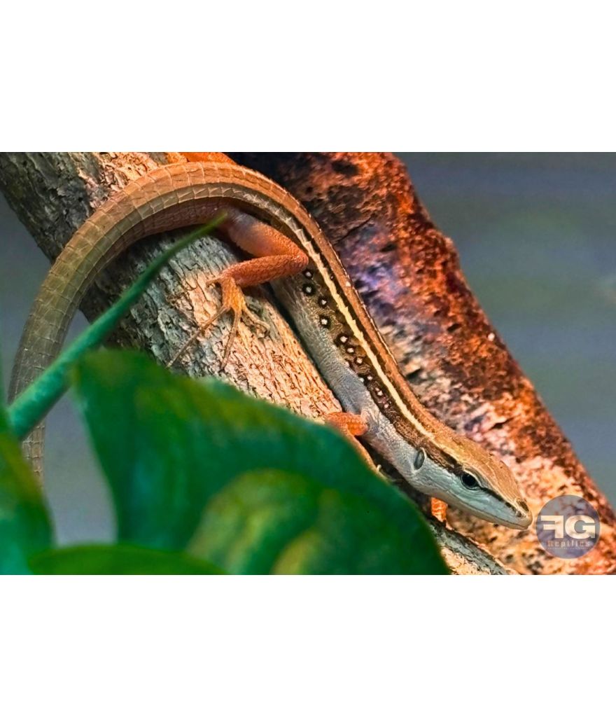 Takydromus sexlineatus