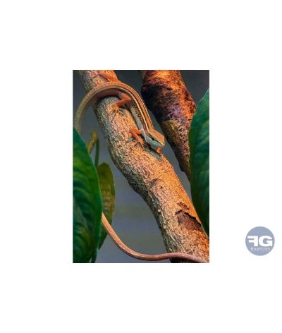 Takydromus sexlineatus