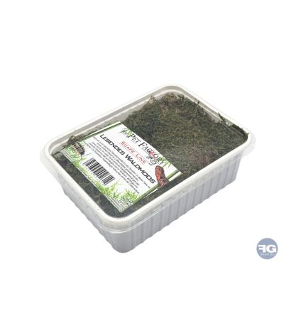 Mousse naturelle vivante pour terrarium 1 L