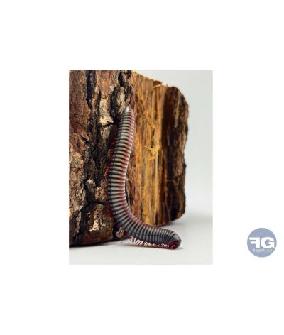 Atopochetus (Tonkinbolus) dollfusi