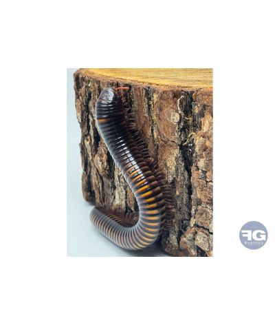 Pelmatojulus ligulatus