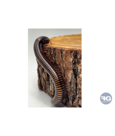 Pelmatojulus ligulatus