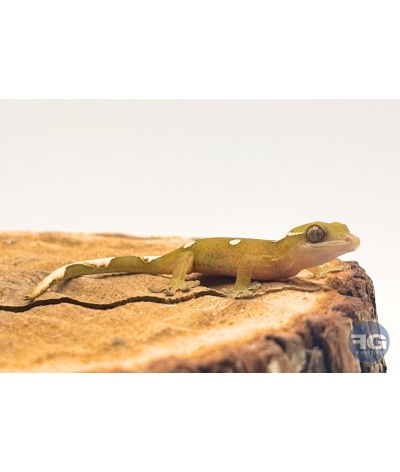 Correlophus sarasinorum White Collar non sexé NC26 1