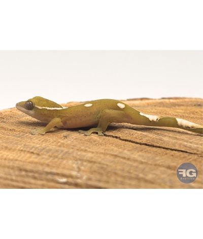 Correlophus sarasinorum White Collar non sexé NC26 1