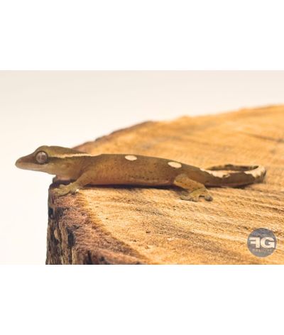 Correlophus sarasinorum White Collar non sexé NC26 2