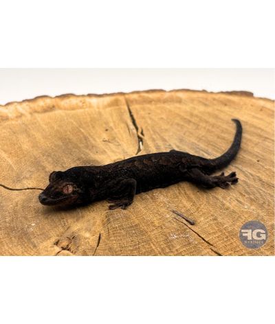 Rhacodactylus (Mniarogekko) chahoua Mainland 1 Mélanique Non sexé