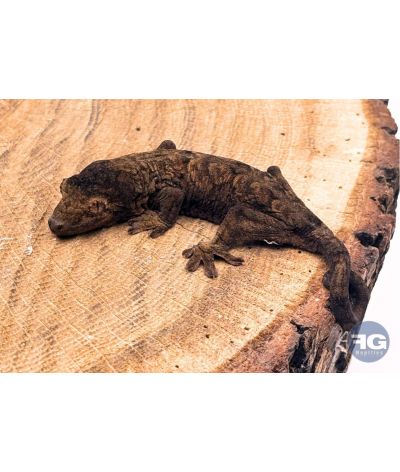 Rhacodactylus (Mniarogekko) chahoua Mainland 2 Mélanique Non sexé