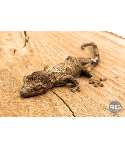 Rhacodactylus (Mniarogekko) chahoua Mainland 3 Non sexé