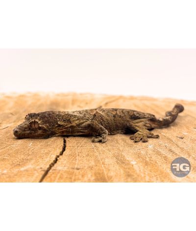 Rhacodactylus (Mniarogekko) chahoua Mainland 3 Non sexé