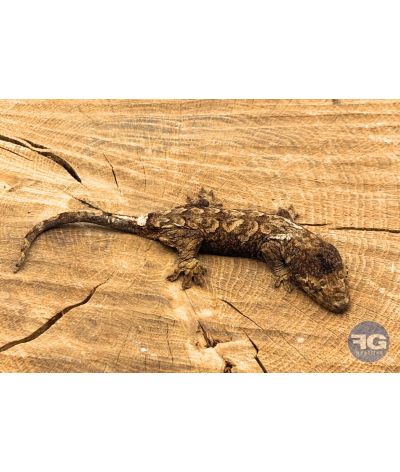 Rhacodactylus (Mniarogekko) chahoua Mainland 4 Non sexé