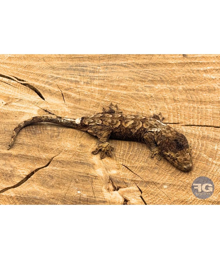 Rhacodactylus (Mniarogekko) chahoua Mainland 4 Non sexé