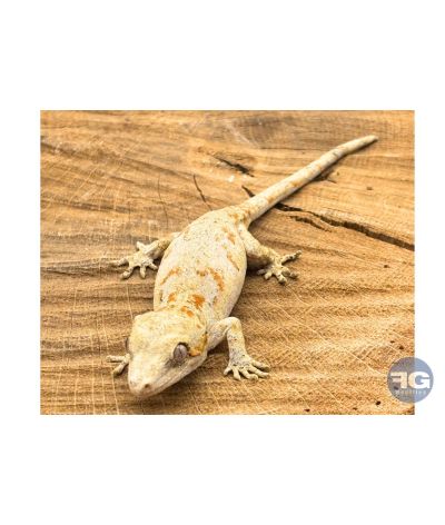 Rhacodactylus auriculatus Orange Réticulé Non sexé