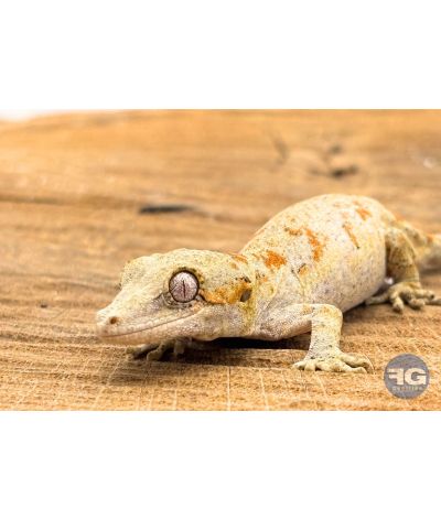 Rhacodactylus auriculatus Orange Réticulé Non sexé