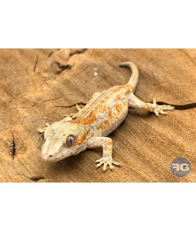 Rhacodactylus auriculatus Orange Stripe Non sexé