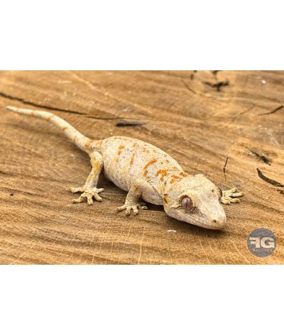 Rhacodactylus auriculatus Orange Réticulé Non sexé