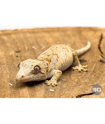 Rhacodactylus auriculatus Orange Réticulé Non sexé