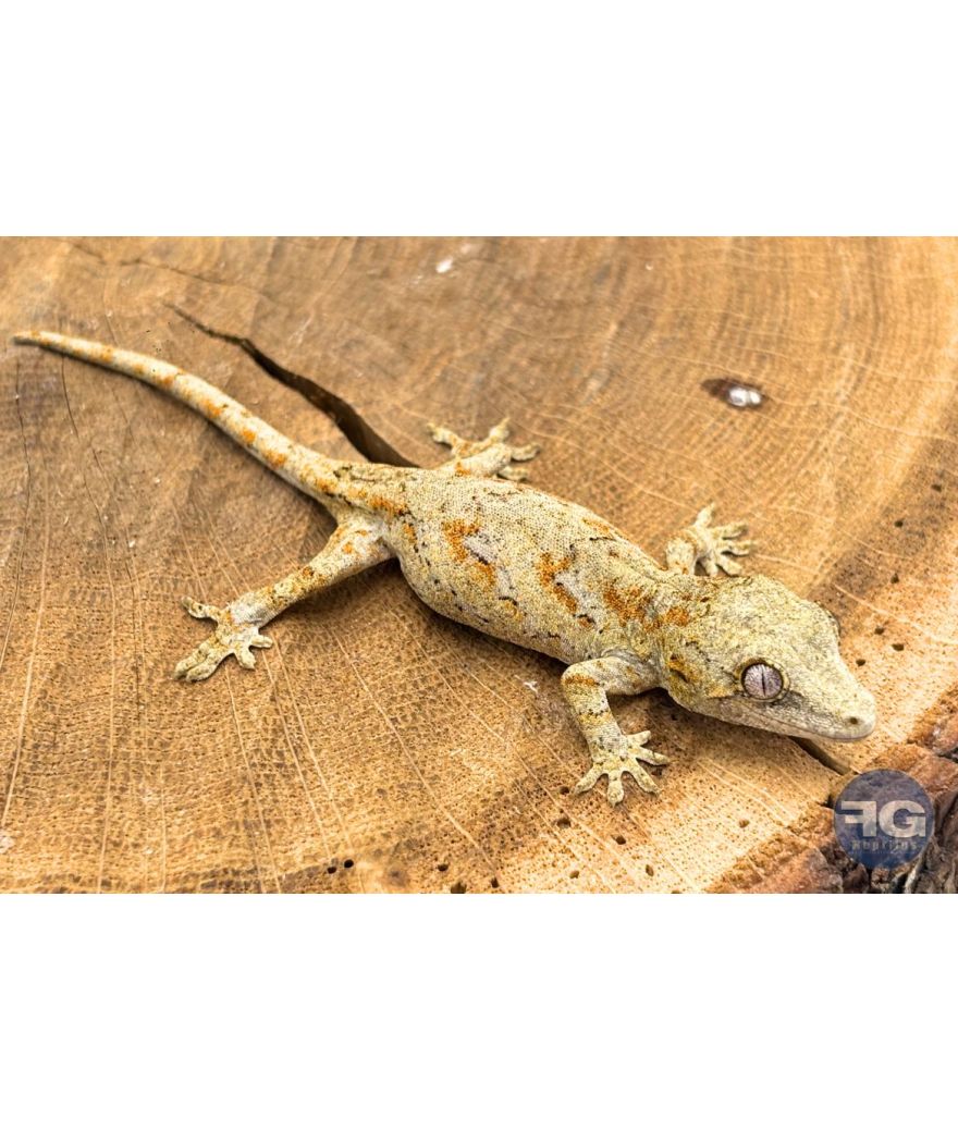 Rhacodactylus auriculatus Orange Réticulé Non sexé