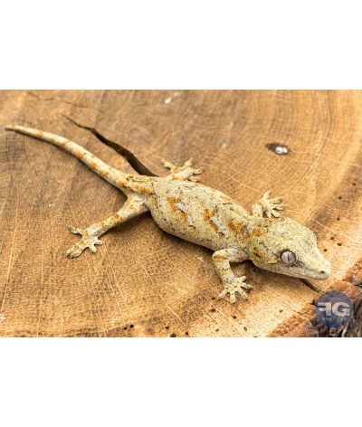 Rhacodactylus auriculatus Orange Réticulé Non sexé