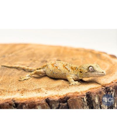 Rhacodactylus auriculatus Orange Réticulé Non sexé