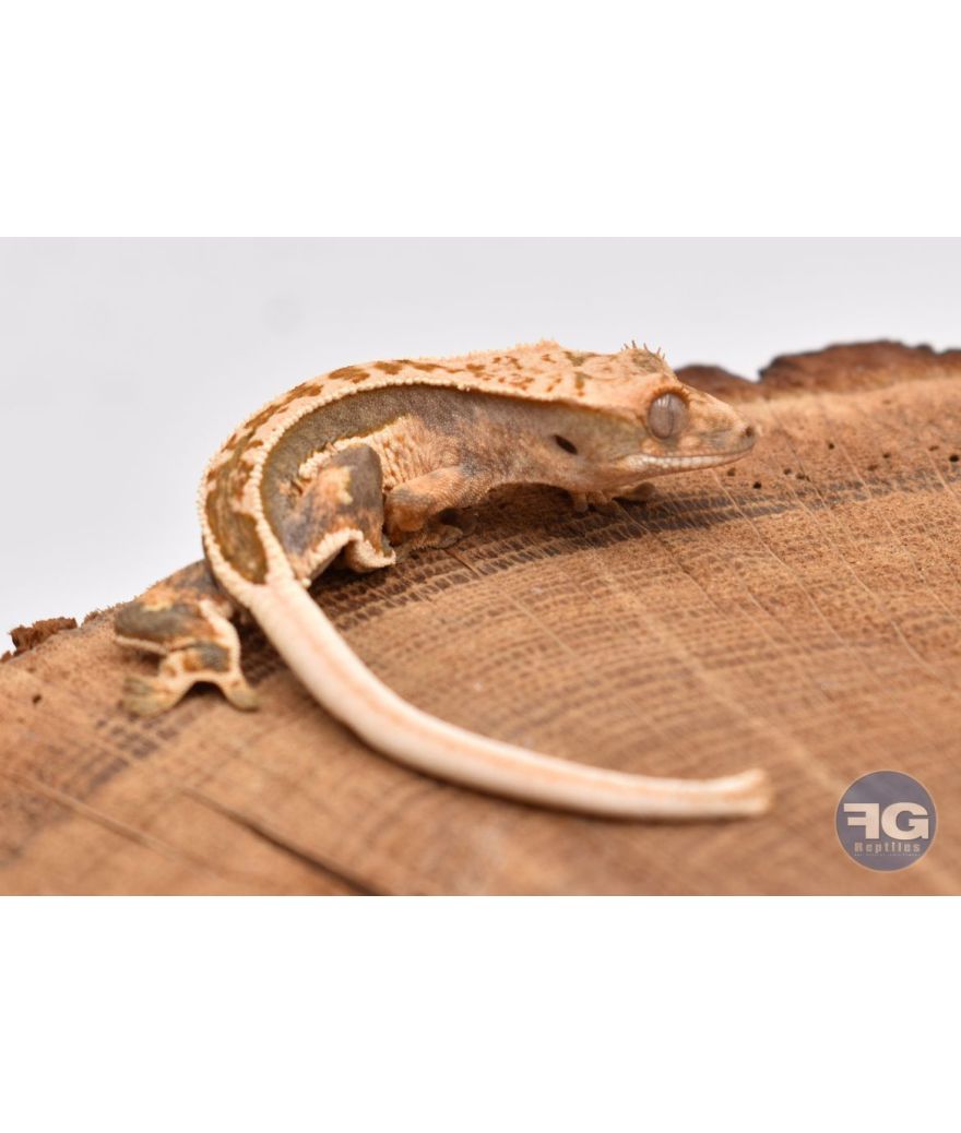 Correlophus ciliatus Pinstripe Non sexé