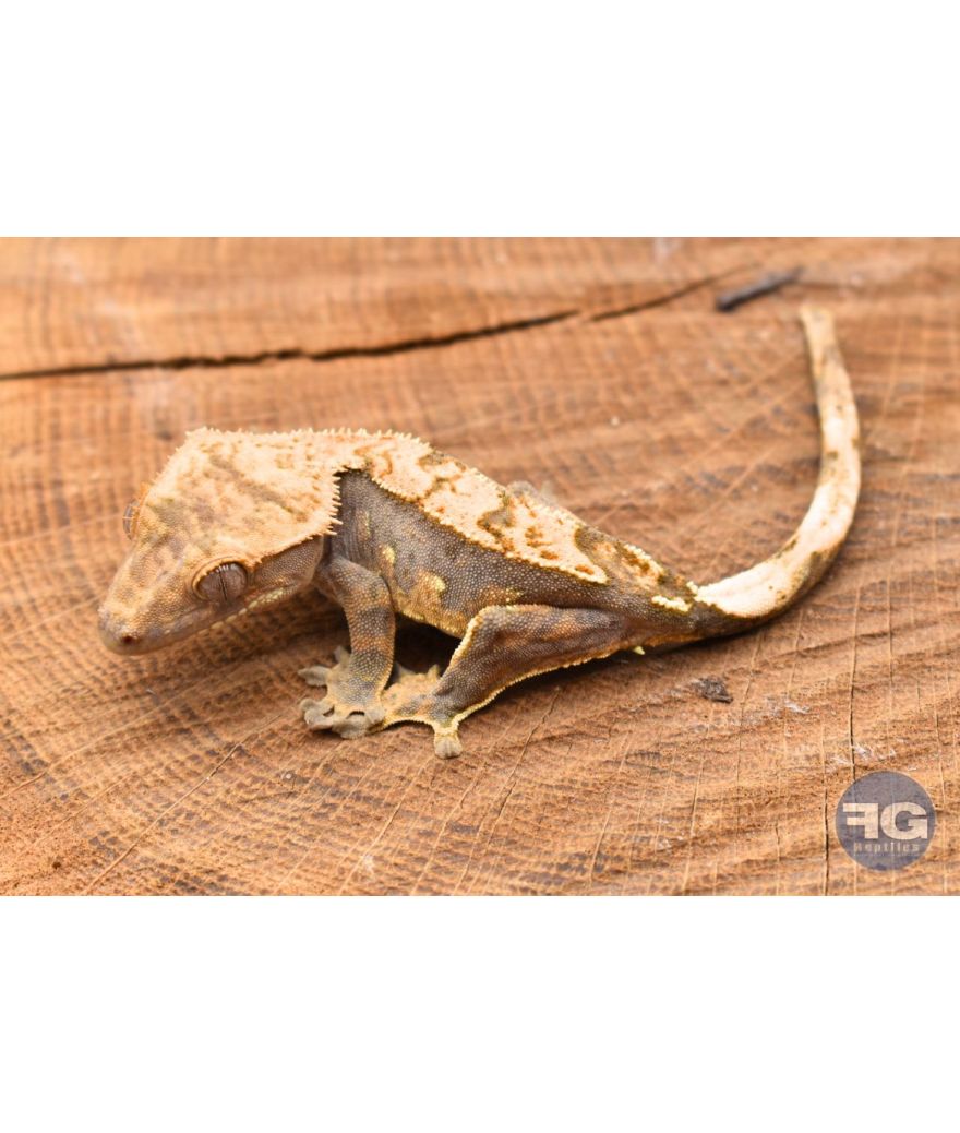 Correlophus ciliatus Harlequin Non sexé