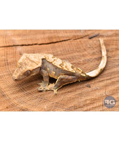 Correlophus ciliatus Harlequin Non sexé