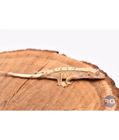 Correlophus ciliatus Harlequin Dalmatien Non sexé