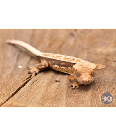 Correlophus ciliatus Tricolor Pinstripe Non sexé