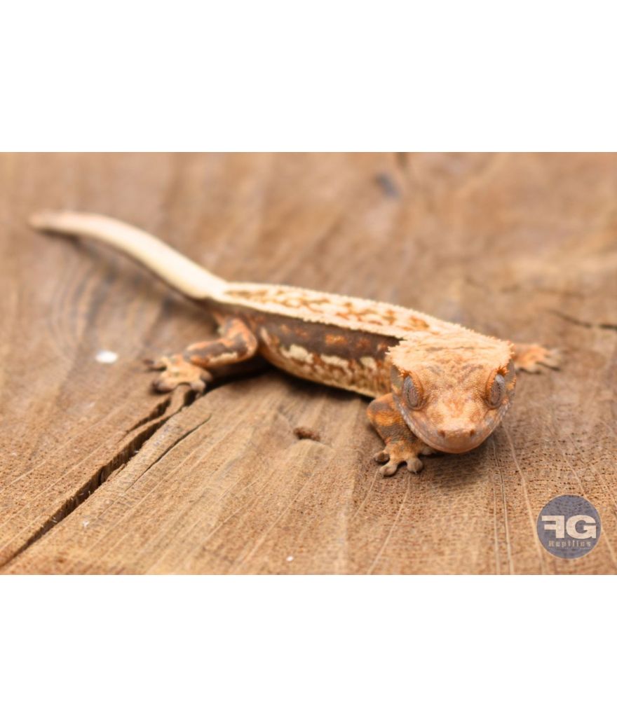 Correlophus ciliatus Tricolor Pinstripe Non sexé