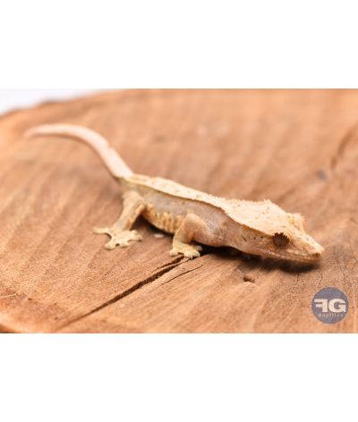 Correlophus ciliatus Harlequin Pinstripe Non sexé